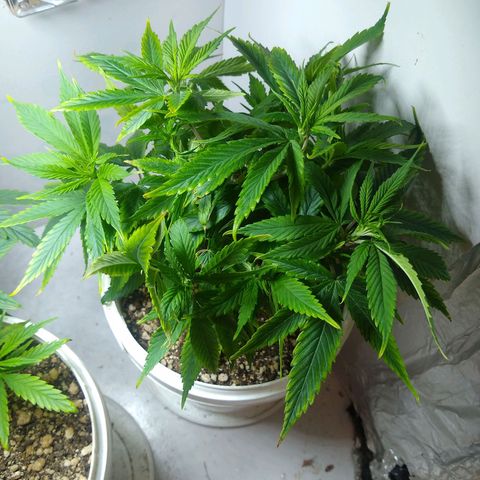 OG DEVIL growlog timeline photo