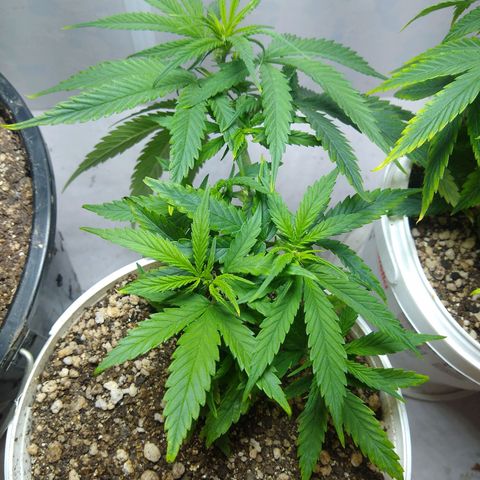 TUTTI FRUTTI growlog timeline photo