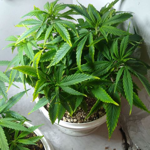OG DEVIL growlog timeline photo