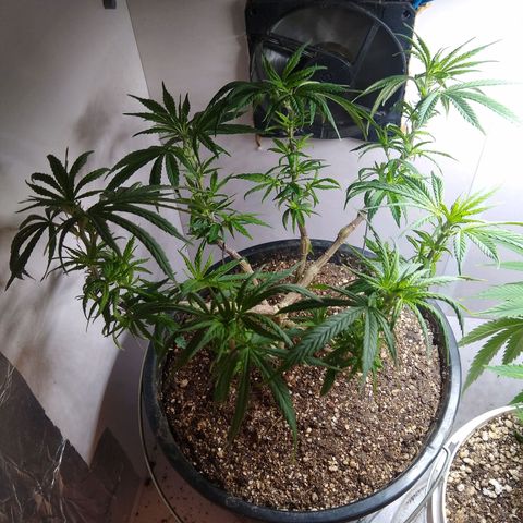 OG DEVIL growlog timeline photo
