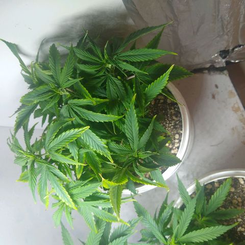 OG DEVIL growlog timeline photo