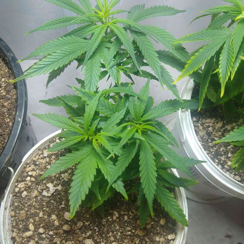 TUTTI FRUTTI growlog timeline photo