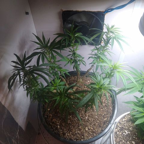 OG DEVIL growlog timeline photo