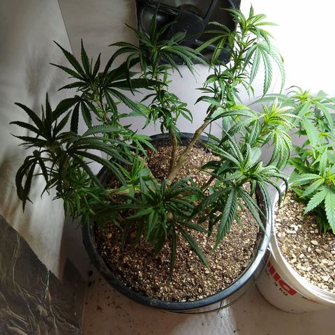 OG DEVIL growlog timeline photo