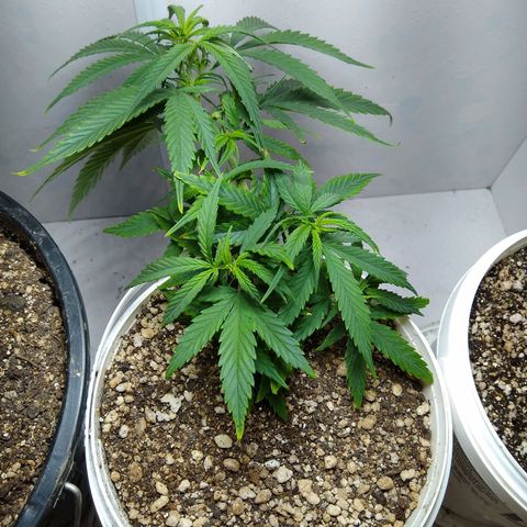 TUTTI FRUTTI growlog timeline photo