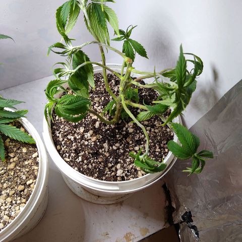 OG DEVIL growlog timeline photo