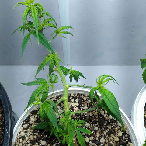 TUTTI FRUTTI growlog timeline photo