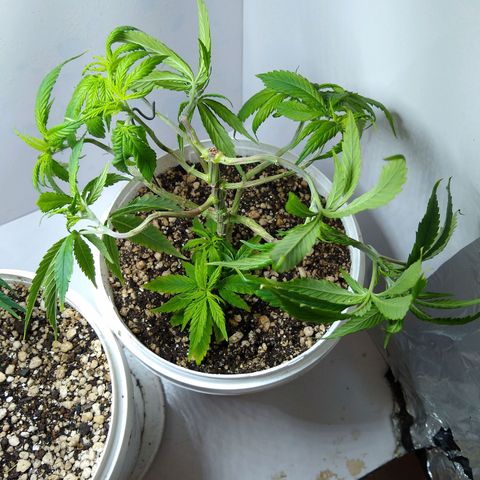OG DEVIL growlog timeline photo