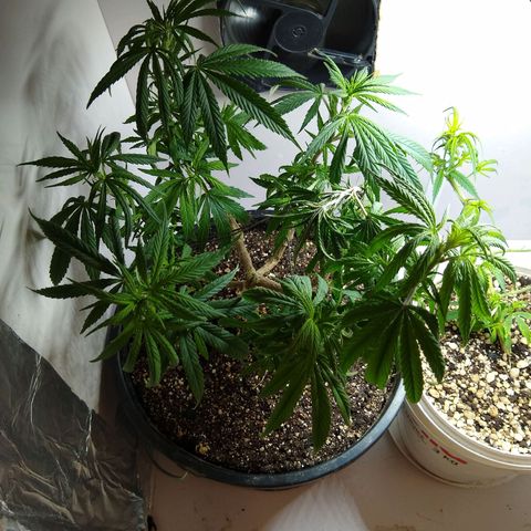 OG DEVIL growlog timeline photo
