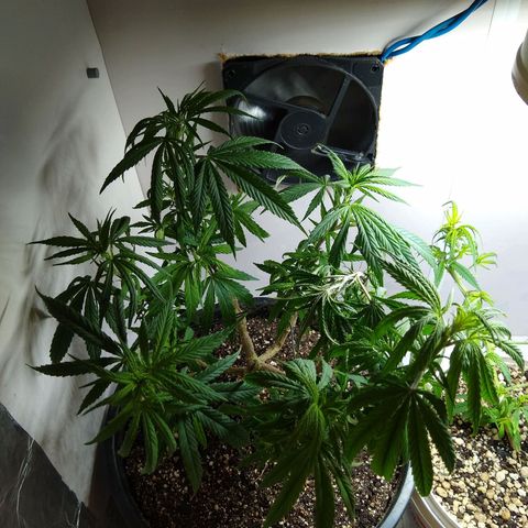OG DEVIL growlog timeline photo
