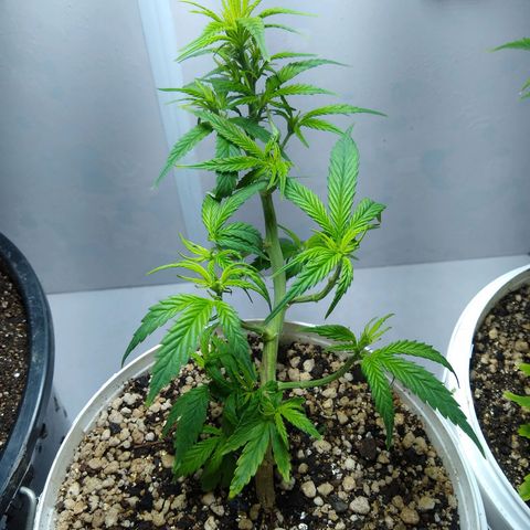 TUTTI FRUTTI growlog timeline photo