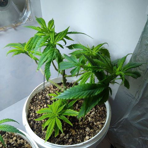 OG DEVIL growlog timeline photo