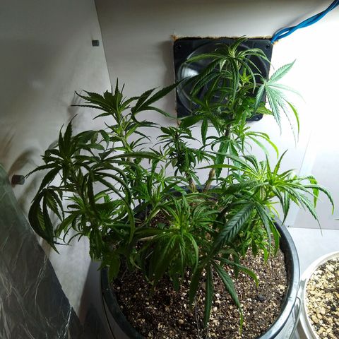 OG DEVIL growlog timeline photo