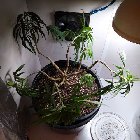 OG DEVIL growlog timeline photo
