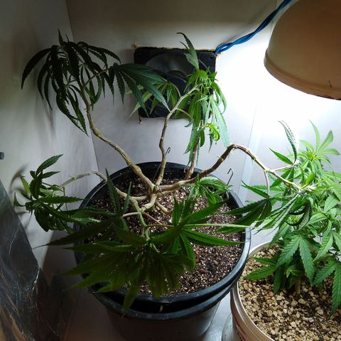 OG DEVIL growlog timeline photo