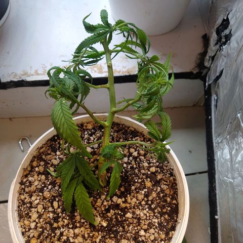 TUTTI FRUTTI growlog timeline photo