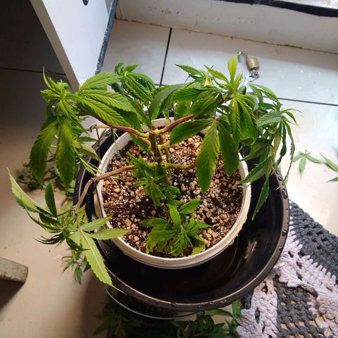 OG DEVIL growlog timeline photo