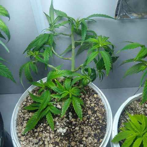 TUTTI FRUTTI growlog timeline photo