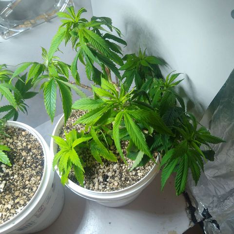 OG DEVIL growlog timeline photo