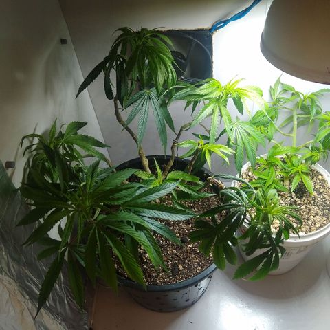 OG DEVIL growlog timeline photo