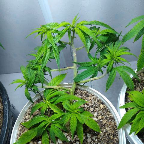 TUTTI FRUTTI growlog timeline photo