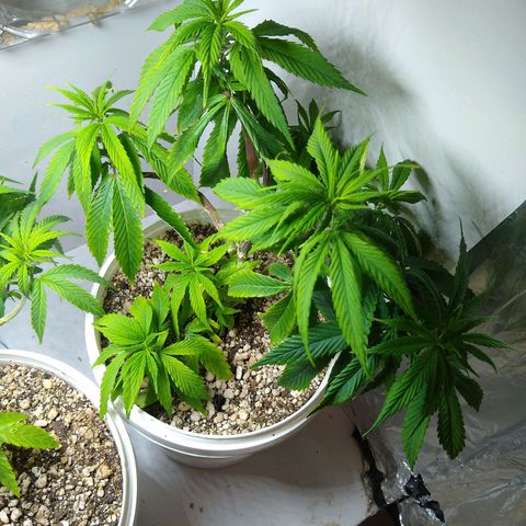 OG DEVIL growlog timeline photo