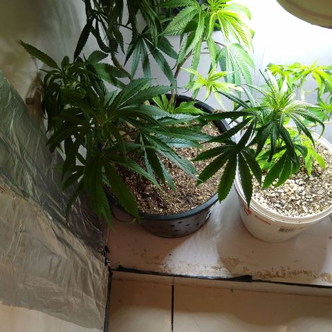 OG DEVIL growlog timeline photo