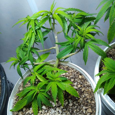 TUTTI FRUTTI growlog timeline photo