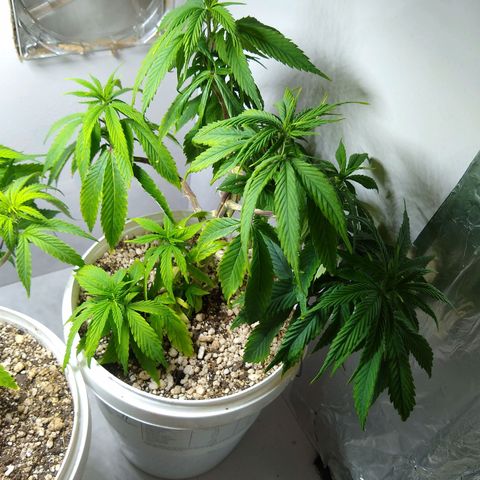 OG DEVIL growlog timeline photo
