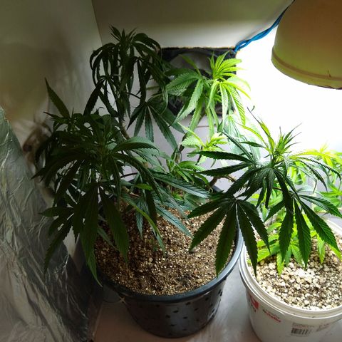 OG DEVIL growlog timeline photo