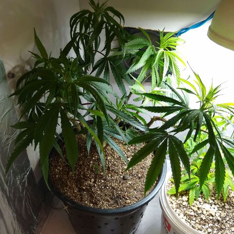 OG DEVIL growlog timeline photo