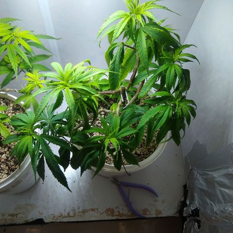 OG DEVIL growlog timeline photo