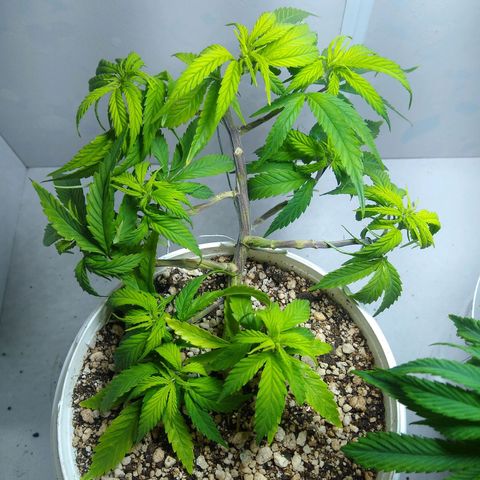 TUTTI FRUTTI growlog timeline photo