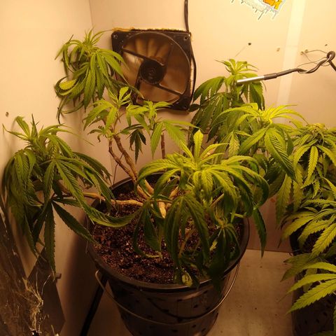 OG DEVIL growlog timeline photo