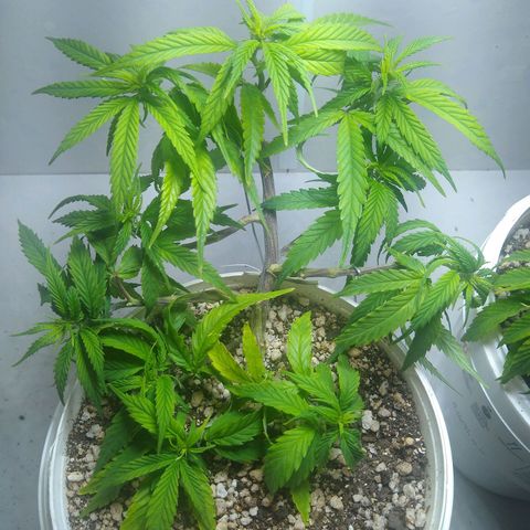 TUTTI FRUTTI growlog timeline photo