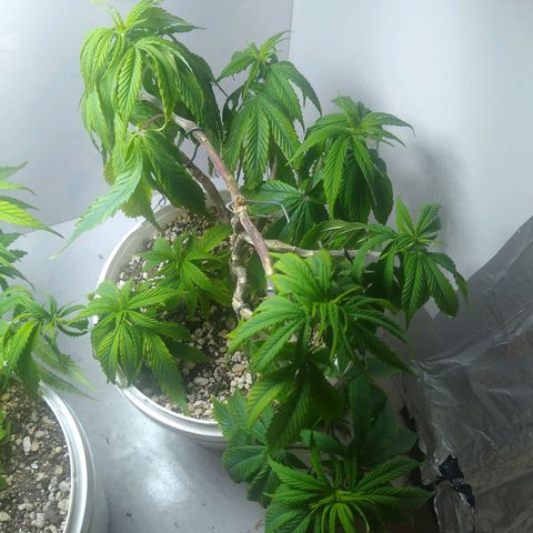 OG DEVIL growlog timeline photo