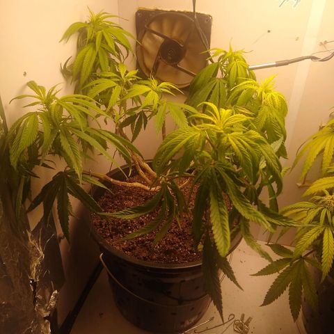 OG DEVIL growlog timeline photo