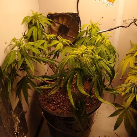 OG DEVIL growlog timeline photo