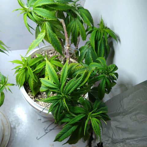 OG DEVIL growlog timeline photo