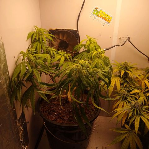 OG DEVIL growlog timeline photo
