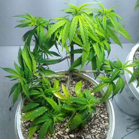 TUTTI FRUTTI growlog timeline photo