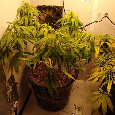 OG DEVIL growlog timeline photo