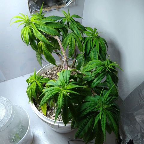 OG DEVIL growlog timeline photo