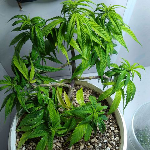 TUTTI FRUTTI growlog timeline photo