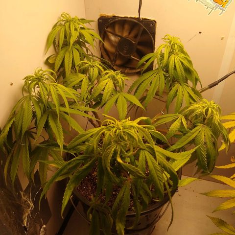 OG DEVIL growlog timeline photo