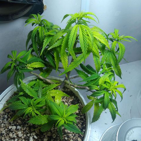 TUTTI FRUTTI growlog timeline photo