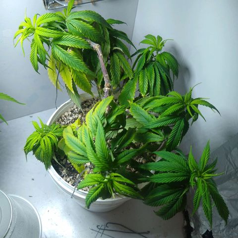 OG DEVIL growlog timeline photo