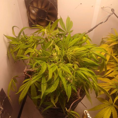 OG DEVIL growlog timeline photo