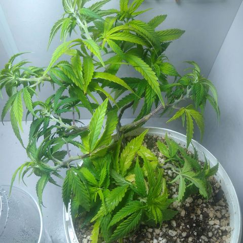 TUTTI FRUTTI growlog timeline photo