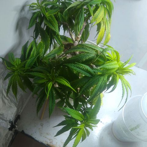 OG DEVIL growlog timeline photo